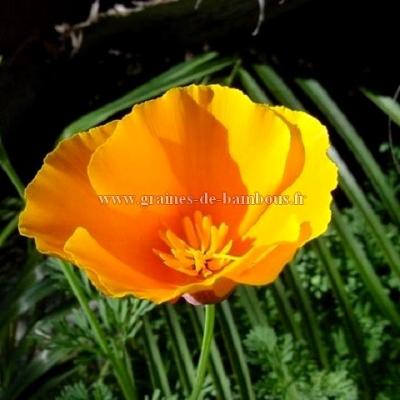 Cosmos Orange Crest GRAINES DE BAMBOUS