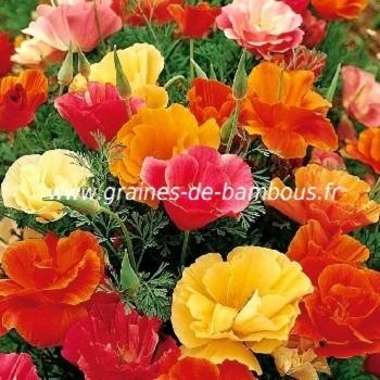 Pavot de californie ballerine a fleurs doubles