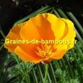 Pavot de californie orange