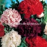 Pavot fleur de pivoine double varie