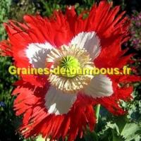 Pavot papaver graines de fleur