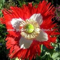 Pavot papaver graines