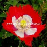 Pavot papaver paeoniflorum