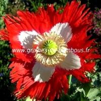 Pavot papaver somniferum graines semences