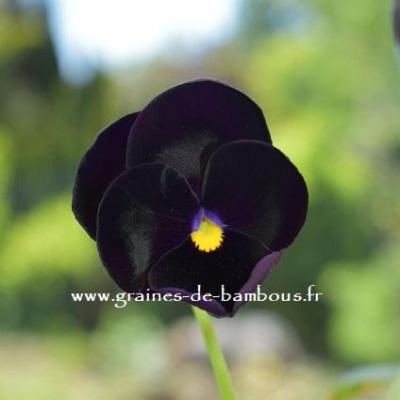 Oeillet des Fleuristes Striped mix Graines de Bambous