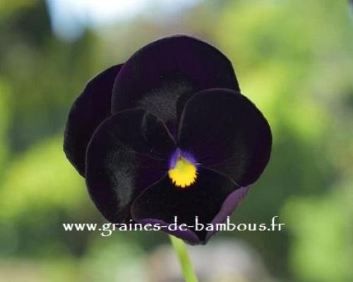 Pensee geante de suisse black panther graines de bambous fr 3