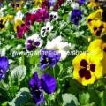 Pensee viola wittrockiana mix graines