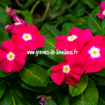 Pervenche de madagascar rouge catharanthus roseus red www graines de bambous fr