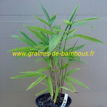 Petit plant bambou moso