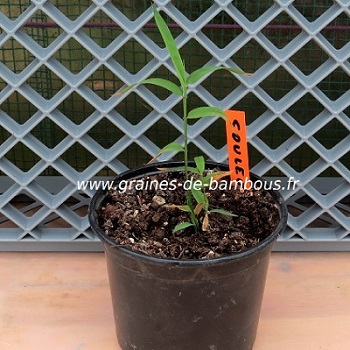 Petit plant chusquea couleou