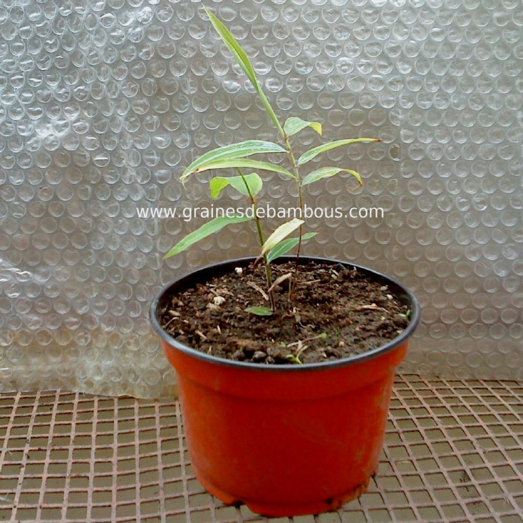 petit-plant-de-gaolinensis-4.jpg