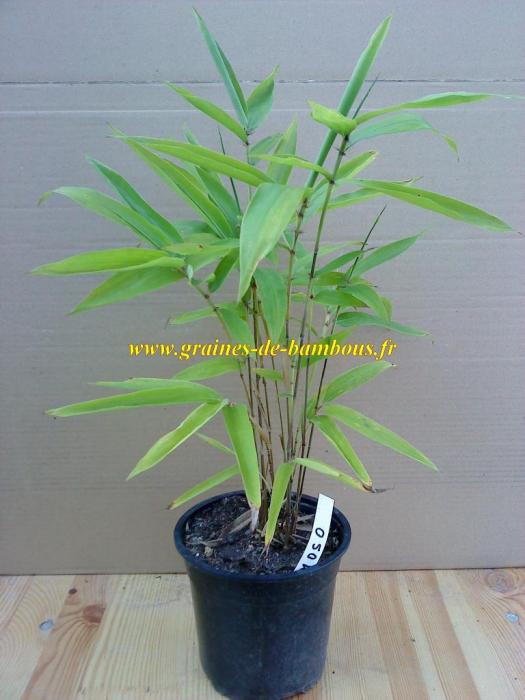 Petit plant de moso www graines de bambous fr 2