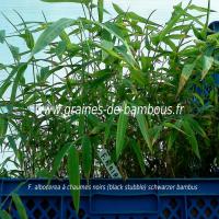 petit-plants-fargesias-albocerea-noir-www-graines-de-bambous-fr-1.jpg