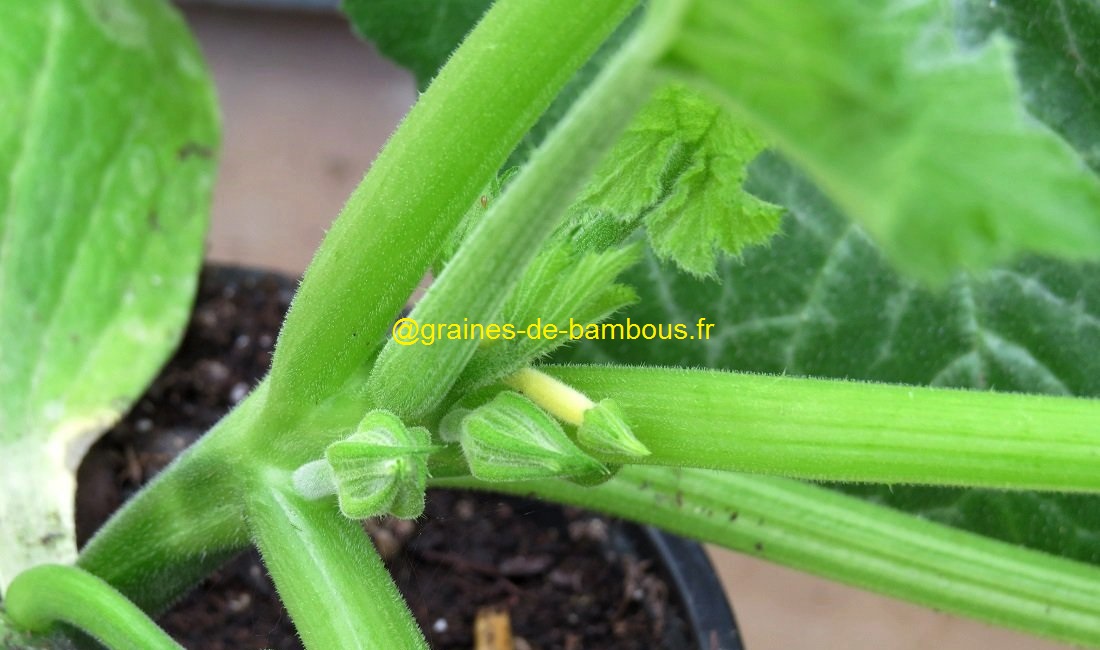 Petite courgette jaune