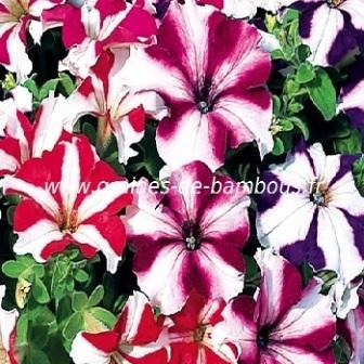 Petunia etoile melange