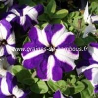 Petunia mix