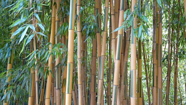 Graines de Bambous traçant