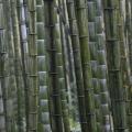 Bambous Géants Moso réf.031