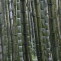 Phyllostachys edulis graines de bambous fr