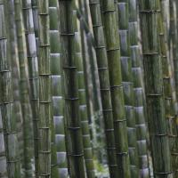 Phyllostachys edulis graines de bambous fr