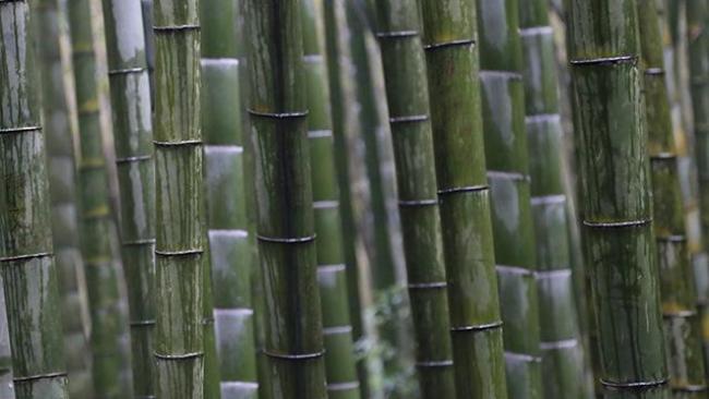 Graines de Bambous Les Plus Rustiques