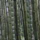 Phyllostachys edulis graines de bambous fr