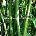 Phyllostachys heteroclada graines de bambous fr
