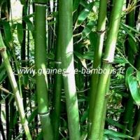 Phyllostachys heteroclada graines de bambous fr