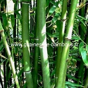 Phyllostachys heteroclada graines de bambous fr