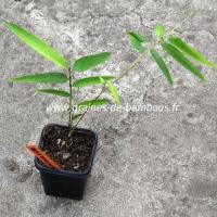 Phyllostachys heteroclada petit plant