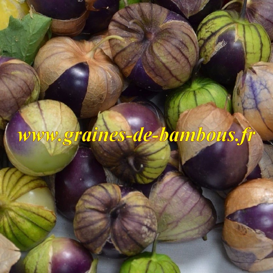 Physalis ixocarpa tomatillo pourpre graines