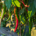 Piment anaheim chili www graines de bambous fr 1 