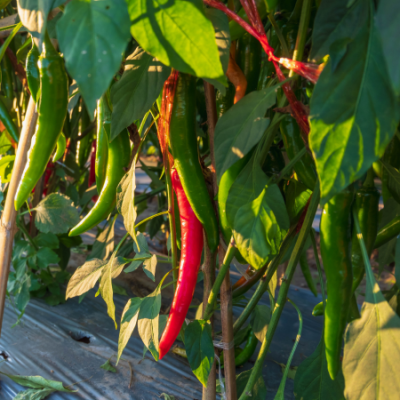 Piment anaheim chili www graines de bambous fr 1 
