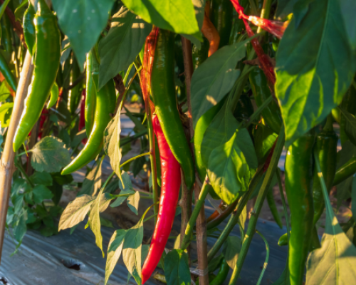 Piment anaheim chili www graines de bambous fr 1 