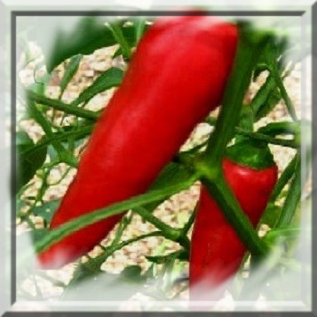 piment-anaheim-www-graines-de-bambous-fr-www-grainesdebambous-com.jpg