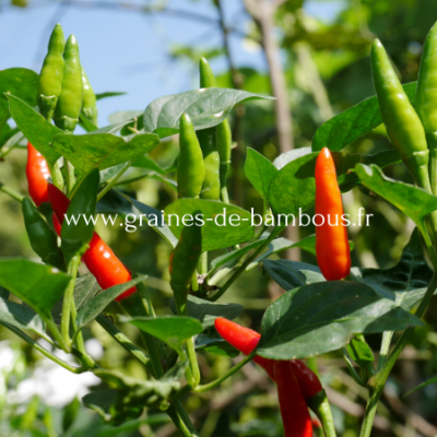 Piment birdseye chili oiseau thai www graines de bambous fr