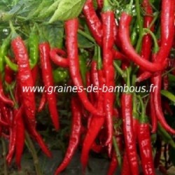 Piment long de Cayenne entier - MesZépices - Achat, utilisation et