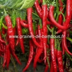 Piment Long slim de Cayenne rouge réf.649