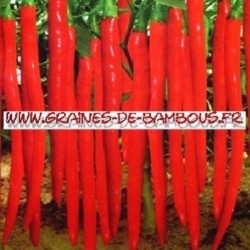 Piment cayenne long slim