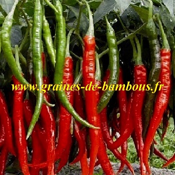 Piment cayenne long