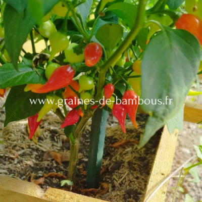Piment doux goutte de feu capsicum chinense www graines de bambous fr 2 