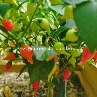 Piment doux goutte de feu capsicum chinense www graines de bambous fr