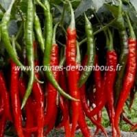 Piment graines de bambous fr