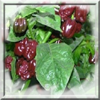 piment-habanero-chocolat-www-graines-de-bambous-fr-www-grainesdebambous-com.jpg