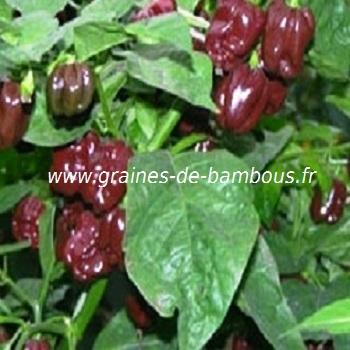 piment-habanero-chocolat-www-graines-de-bambous-fr.jpg