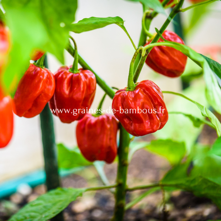 Graines de Piment Habanero Red