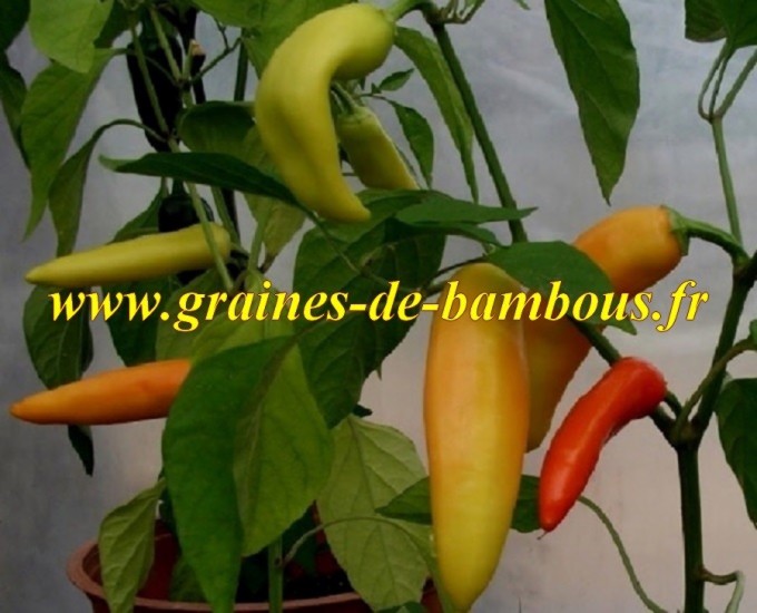 Piment-hungarian-fort-scoville-6