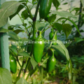 Piment jalapeno capsicum annuum www graines de bambous fr 1 