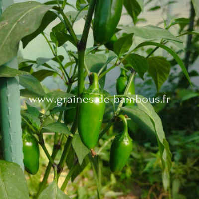 Piment jalapeno capsicum annuum www graines de bambous fr 1 