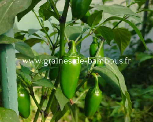 Piment jalapeno capsicum annuum www graines de bambous fr 1 